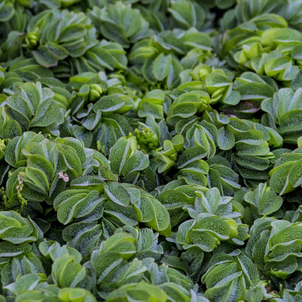 AnimalstoreXL Salvinia Auriculata - Drijfplant