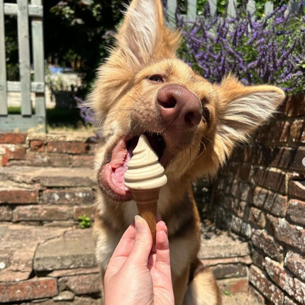 AnimalstoreXL Pup ice - Hondenijsjes 🍦