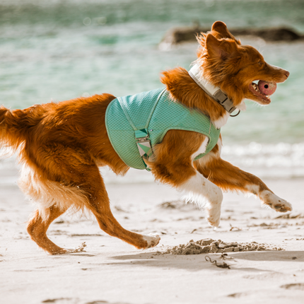 Hurtta Kühlweste Hund – Kühlwickel Aquamarin