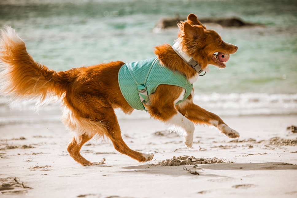 Hurtta Kühlweste Hund – Kühlwickel Aquamarin