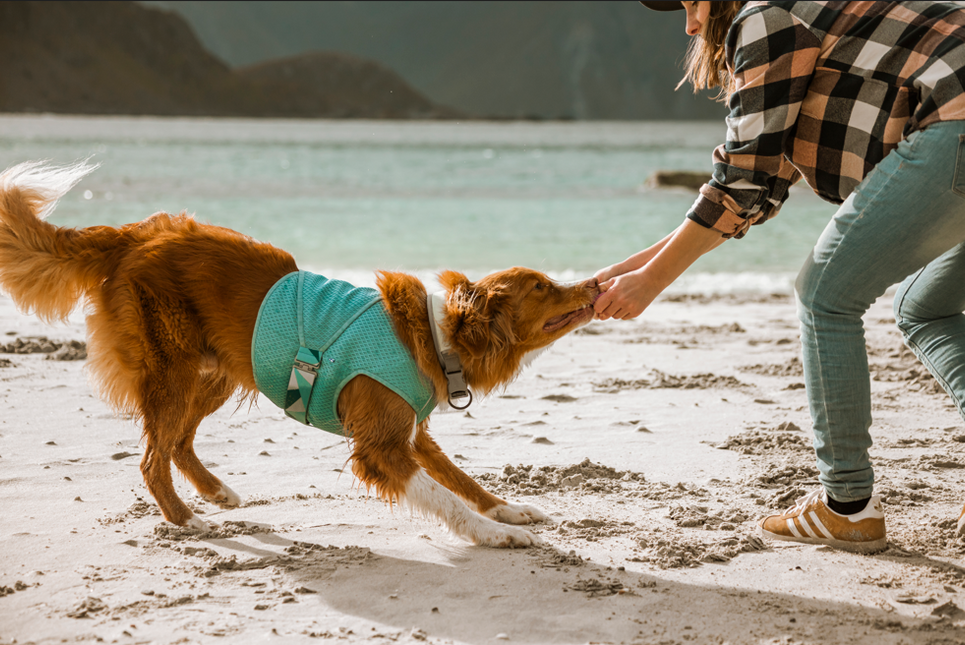 Hurtta Kühlweste Hund – Kühlwickel Aquamarin