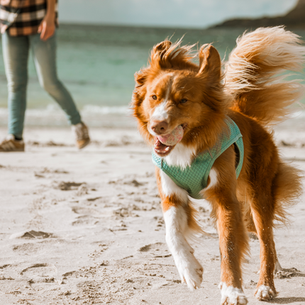 Hurtta Kühlweste Hund – Kühlwickel Aquamarin