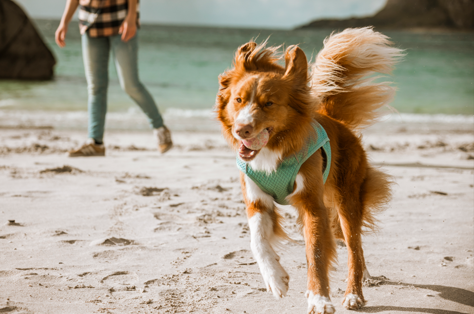 Hurtta Kühlweste Hund – Kühlwickel Aquamarin