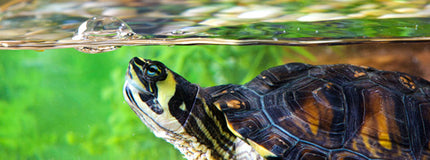 AnimalstoreXL Schildpad Schoon 250ml