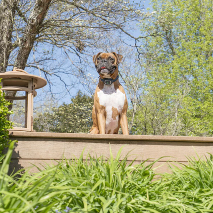 Petsafe Antibellband mit Spray