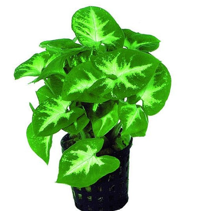 AnimalstoreXL Syngonium Pixii