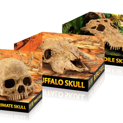 AnimalstoreXL T-Rex Schedel 23x10x9cm