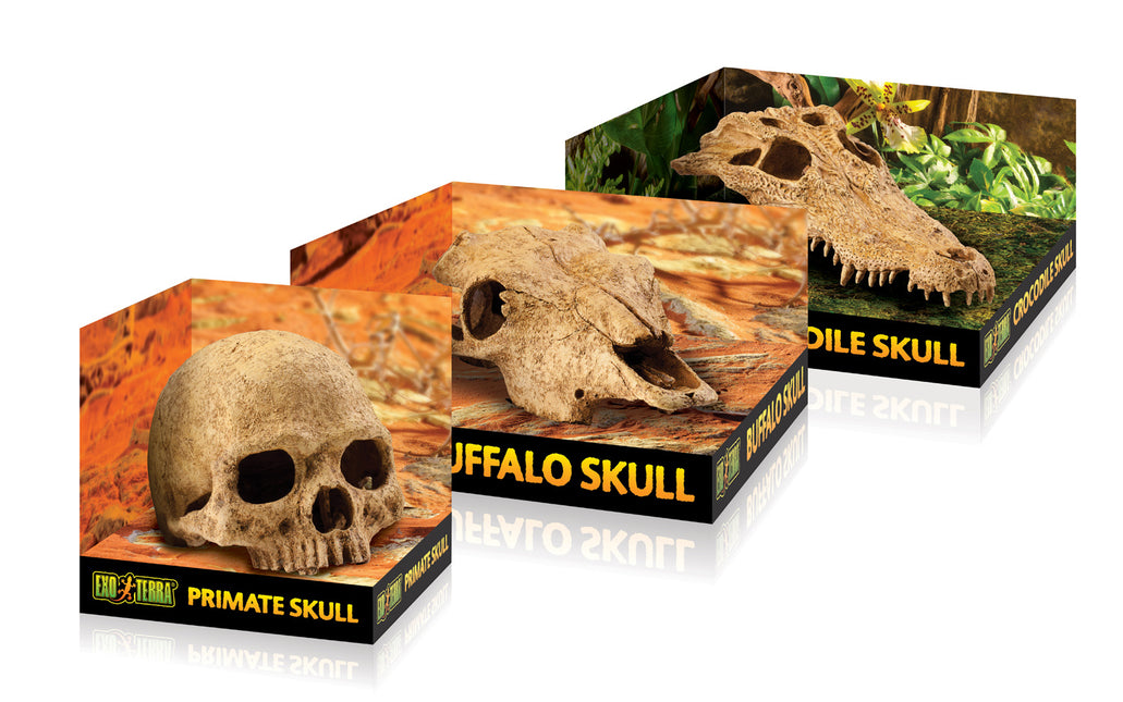 AnimalstoreXL T-Rex Schedel 23x10x9cm