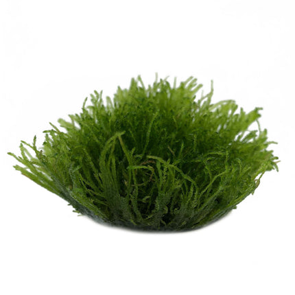 AnimalstoreXL Taxiphyllum Barbieri in vitro bakje