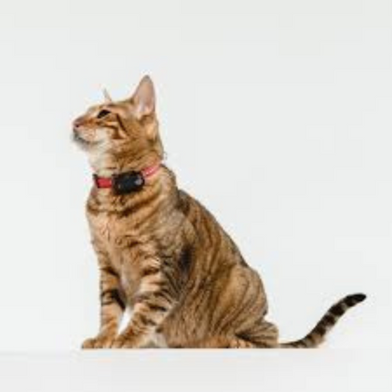 Tickless Teek Vloverjager Mini Katze Schwarz