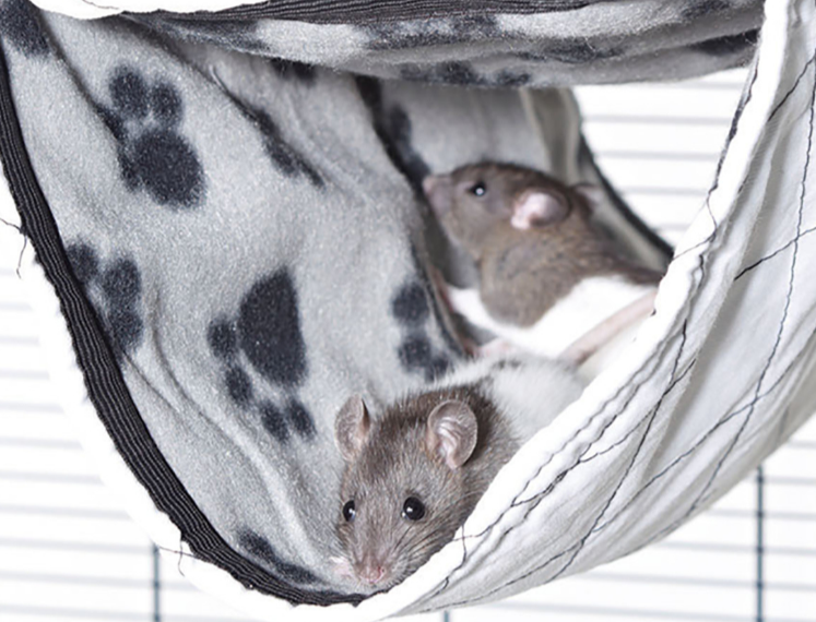 AnimalstoreXL Tube Fret/Rat Relax De Luxe Large