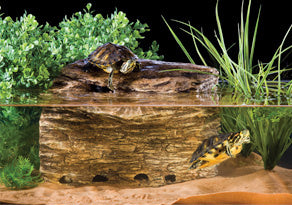 AnimalstoreXL Turtle Cliff Groot Met Filter Pt3620