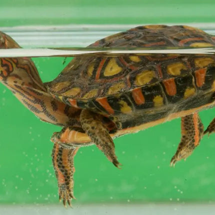 AnimalstoreXL Turtle Filter FX-200