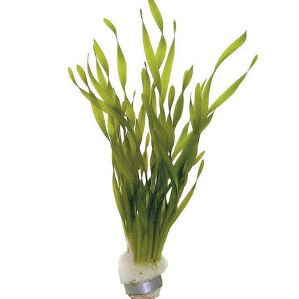AnimalstoreXL Vallisneria Torta bos