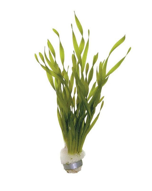 AnimalstoreXL Vallisneria Torta bos