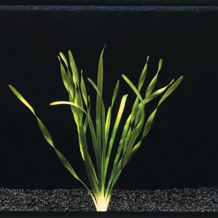 AnimalstoreXL Vallisneria Torta bos