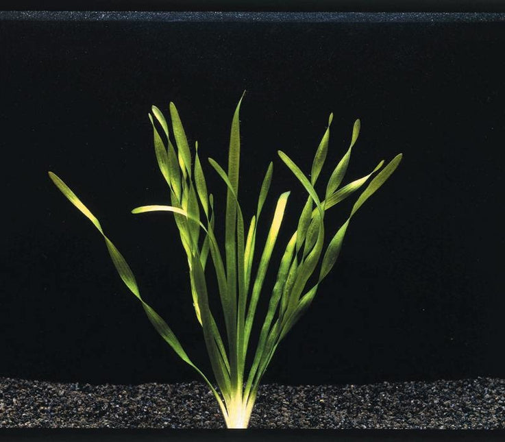 AnimalstoreXL Vallisneria Torta bos