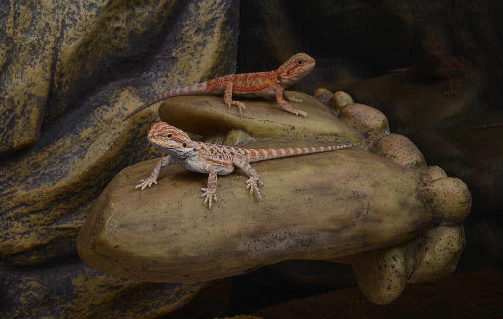 AnimalstoreXL Verhoogde Rotsformatie S