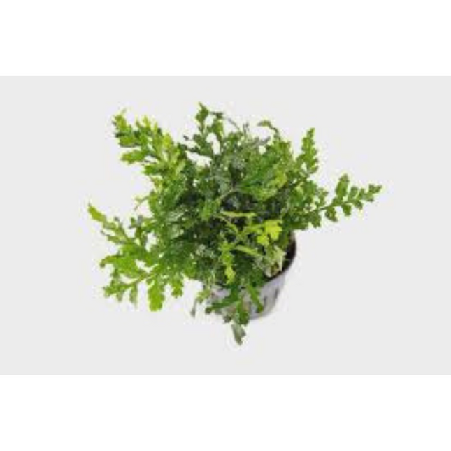 Wasserpflanze Bolbitis Heteroclita Difformis in-vitro