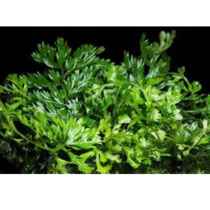 Wasserpflanze Bolbitis Heteroclita Difformis in-vitro