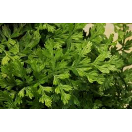 Wasserpflanze Bolbitis Heteroclita Difformis in-vitro