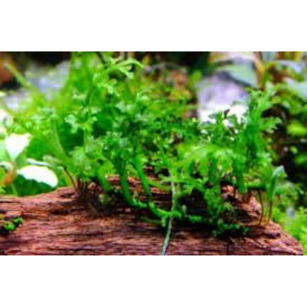 Wasserpflanze Bolbitis Heteroclita Difformis in-vitro