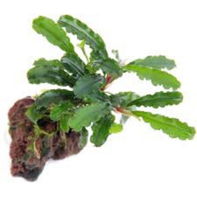 Wasserpflanze Bucephalandra sp. Green Velvet im Topf