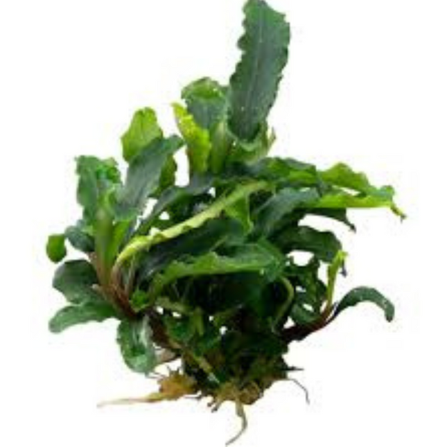 Wasserpflanze Bucephalandra sp. Green Velvet im Topf