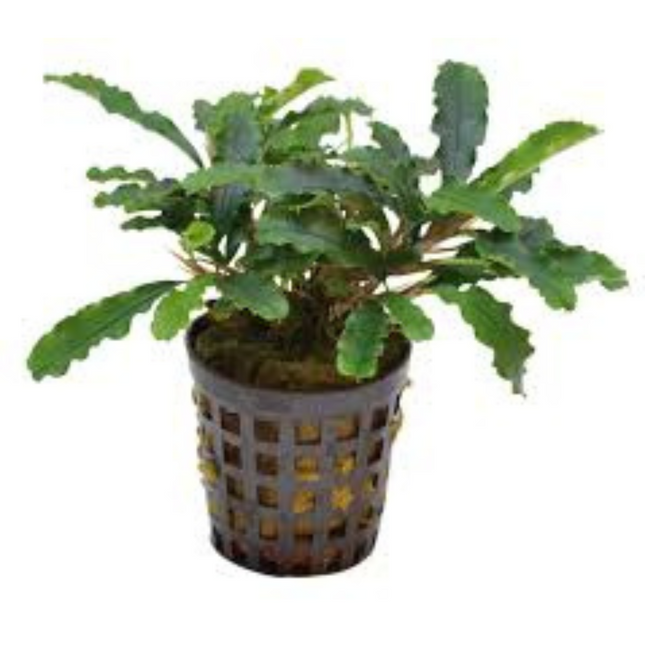 Wasserpflanze Bucephalandra sp. Green Velvet im Topf