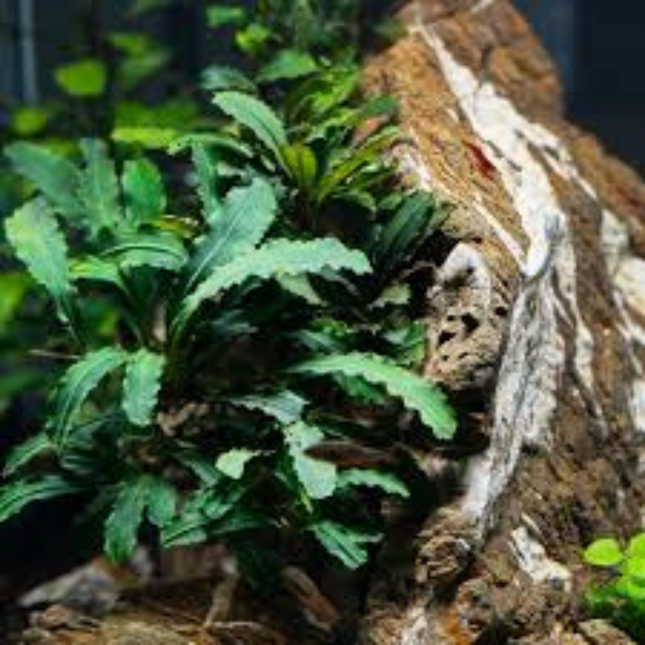 Wasserpflanze Bucephalandra sp. Green Velvet im Topf