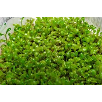 Wasserpflanze Elatine Hydropiper