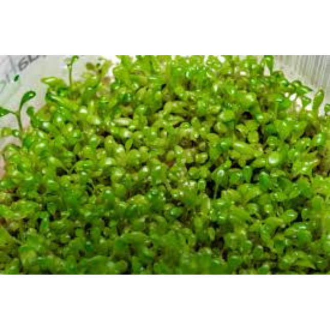 Wasserpflanze Elatine Hydropiper