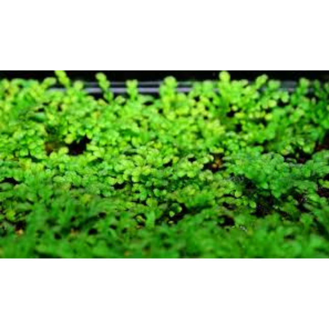 Wasserpflanze Elatine Hydropiper