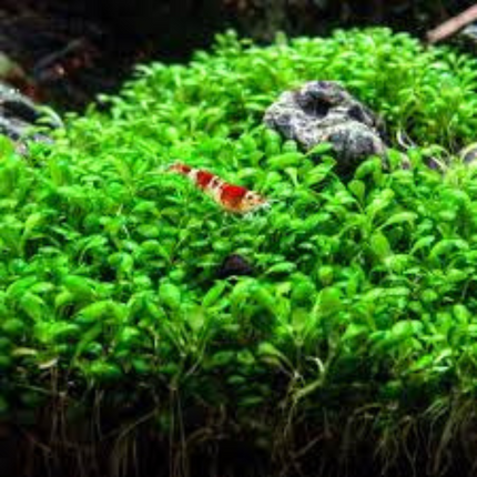 Wasserpflanze Elatine Hydropiper