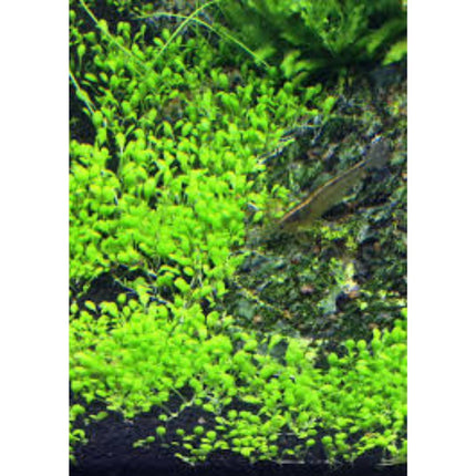 Wasserpflanze Elatine Hydropiper