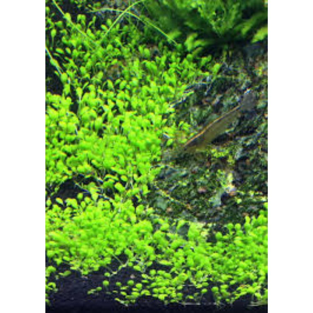 Wasserpflanze Elatine Hydropiper