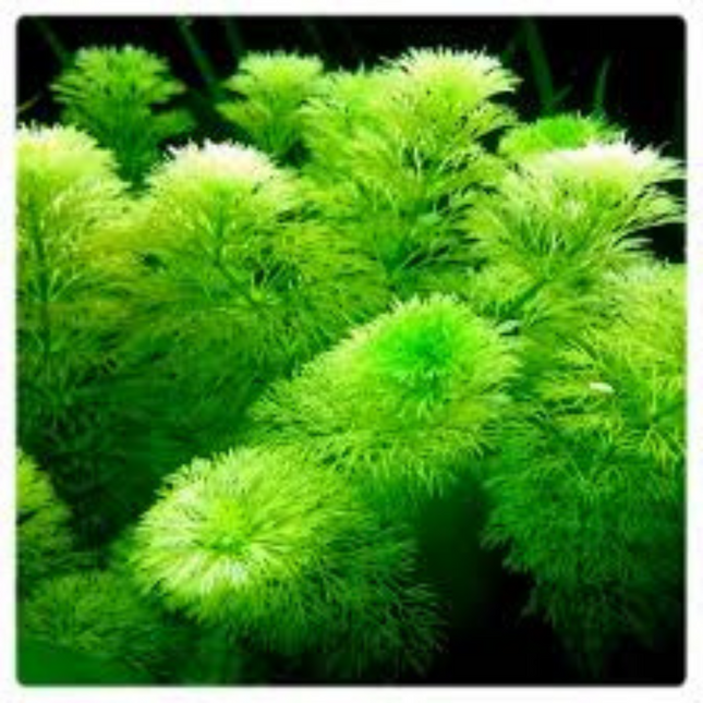 Wasserpflanze Limnophila Australis in-vitro