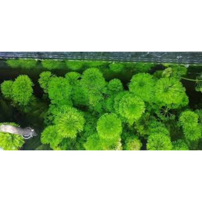 Wasserpflanze Limnophila Australis in-vitro