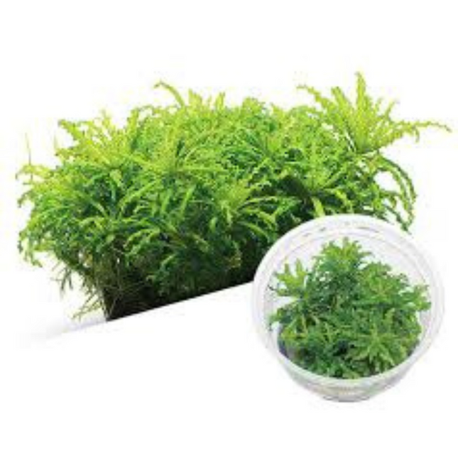 Wasserpflanze Pogostemon Helferi in-vitro