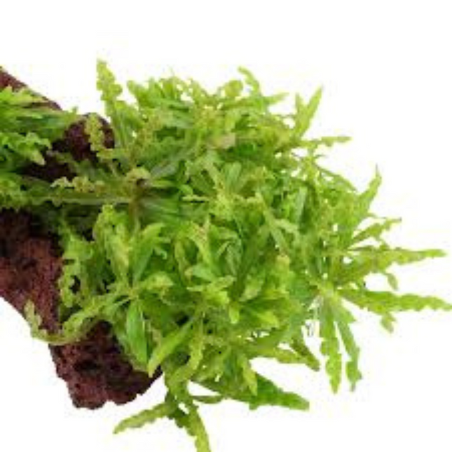 Wasserpflanze Pogostemon Helferi in-vitro