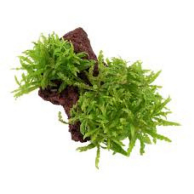 Wasserpflanze Pogostemon Helferi in-vitro