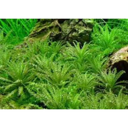 Wasserpflanze Pogostemon Helferi in-vitro