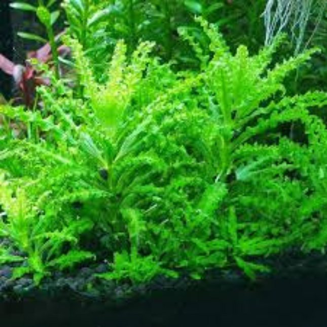 Wasserpflanze Pogostemon Helferi in-vitro