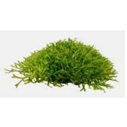 Wasserpflanze Riccia Fluitans in vitro Schale