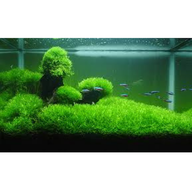 Wasserpflanze Riccia Fluitans in vitro Schale