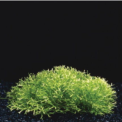 AnimalstoreXL Waterplant Riccia Fluitans in vitro bakje