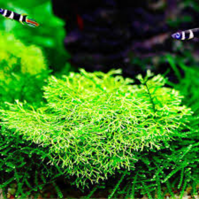 Wasserpflanze Riccia Fluitans in vitro Schale