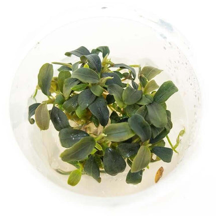 AnimalstoreXL Waterplant Bucephalandra Brownie Purple in bakje