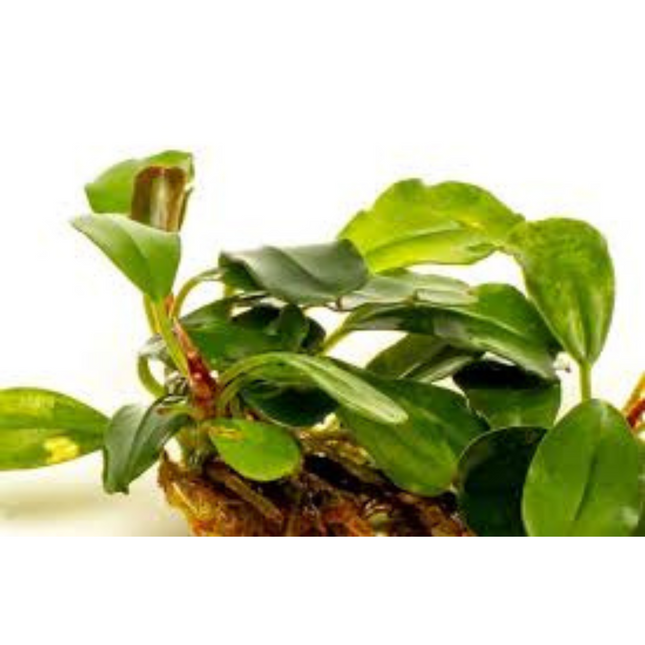 Wasserpflanze Bucephalandra Brownie Purple im Behälter