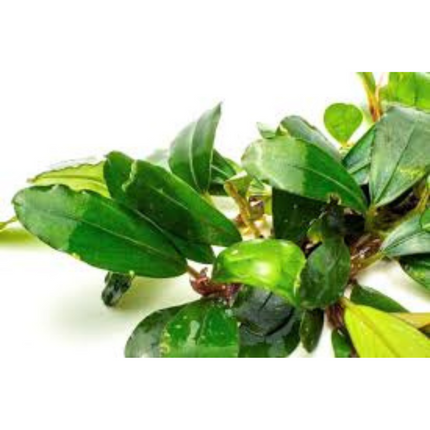 Wasserpflanze Bucephalandra Brownie Purple im Behälter